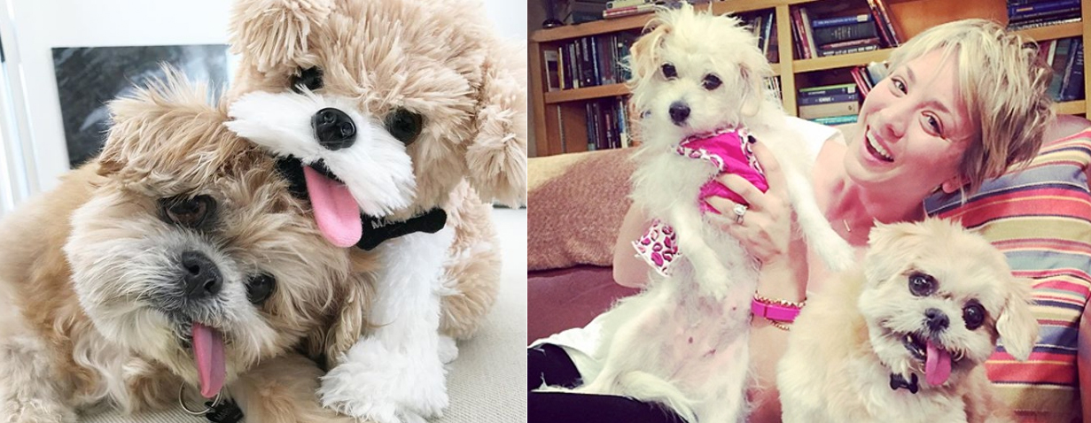 Marnie the dog - Perro Instagram - Historia Perrita adoptada - Famosos Kaley Cuoco