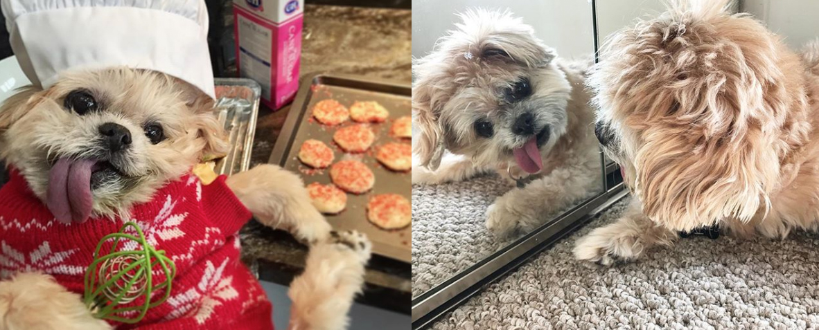 Marnie the dog - Perro Instagram - historia