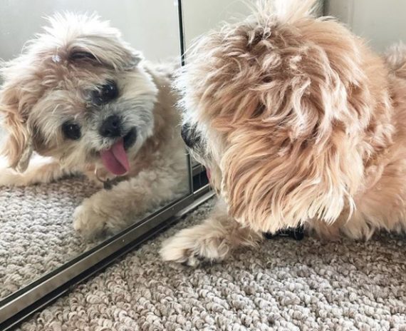 Marnie the dog - Perro Instagram - Historia Perrita adoptada - Famosos